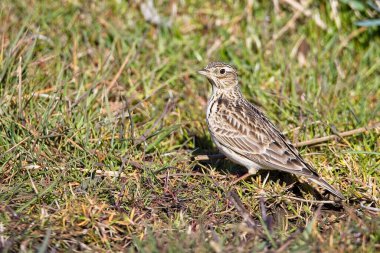 Avrasya tarlakuşunun çimlerin üzerinde güzel bir görüntüsü