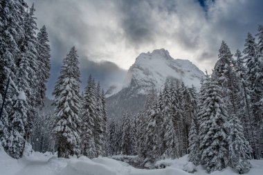 Karla kaplı dağ tepeleri ve köknar ağaçlarıyla kışın manzarası