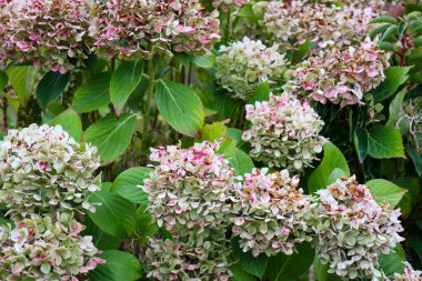 Bahçedeki pembemsi beyaz ortancaya yakın çekim.