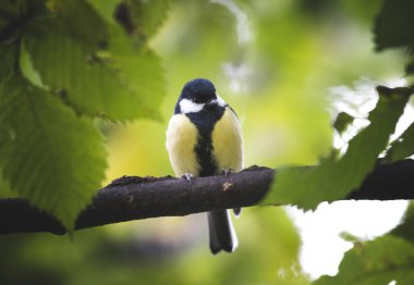 A selective focus shot of a great tit bird perched on a tree branch