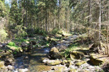 Güneşli bir günde ormanın içinden akan küçük bir dağ nehrinin manzarası.