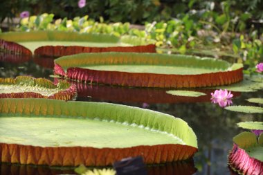 Victoria Amazonica 'nın botanik bahçesindeki gölette yaptığı yakın çekim..