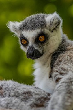 Kahverengi gözlü küçük bir lemurun portresinin dikey görüntüsü.