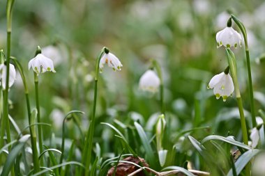Küçük beyaz çiçekli birkaç bahar kar tanesi bitkisinin yakın çekimi.