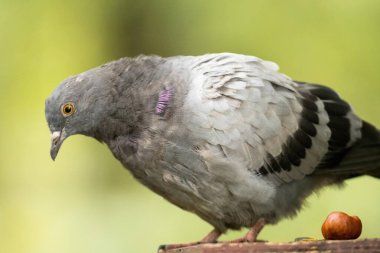 Bir kaya güvercini kuşunun seçici odak noktası bir tahta parçasına tünemiş.