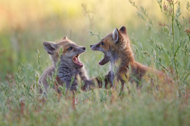 İki tilkinin birbiriyle oynadığı ve farelerinin yeşil bir alanda gündüz vakti açık olduğu yakın plan bir çekim.