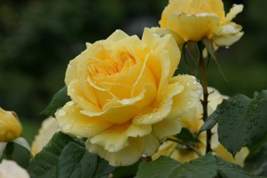 Parktaki güzel bir gülü yakından çek.