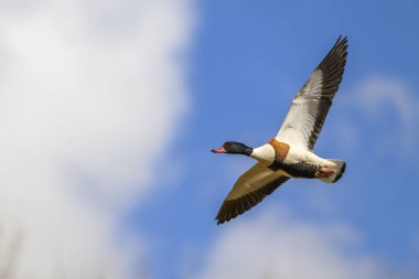 Güneşli bir günde uçan bir kabuklu ördek