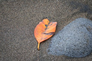Bir sonbahar yaprağı bir kayanın yanındaki kuma düştü.