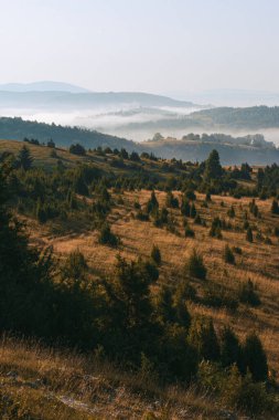 Dağlık yamaçtaki ağaçların dikey görüntüsü..