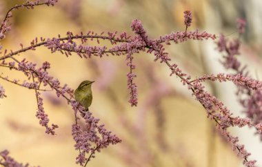 Tickell 'in yaprak ötleğeni bulanık bir arka planda çiçek açan bir ağaç dalında