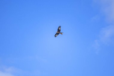 Gökyüzünde yükselen bir kartalın fotoğrafı.