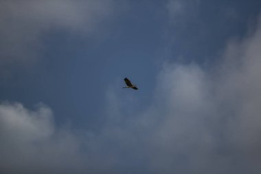 Bulutlu mavi gökyüzünde uçan bir kuşun silüeti.