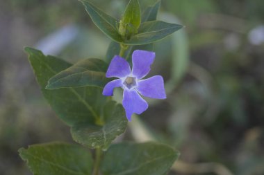 Bulanık bir arkaplanda büyüyen bir menekşe