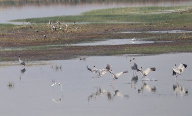 Su dolu bir su deposundaki sevimli vinç sürüsü.