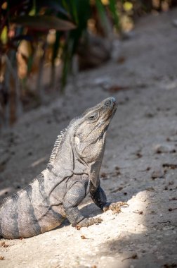 Meksika 'da bir Riviera Maya tatil köyünde bir iguana.