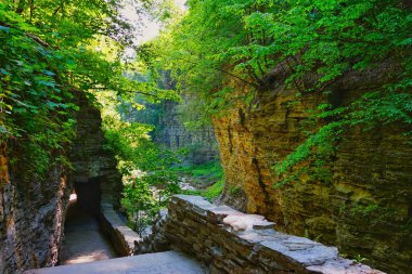Watkins Glen Eyalet Parkı 'nda parlayan bitkilerle çevrili sarp kayalıkların arasında kayalık bir patika.