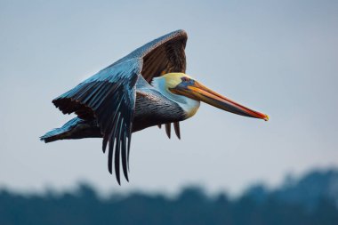 Gökyüzünde uçan güzel bir pelikanın yakın çekimi.