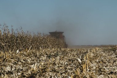 Hasat mevsiminde mısır tarlasında çalışan ağır bir tarım makinesinin güzel bir görüntüsü.