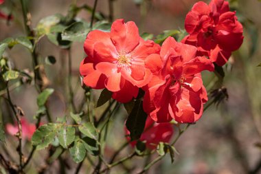 Bahçedeki güzel kırmızı güllerin yakın çekimi.