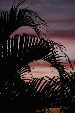 Manzaralı gün batımına karşı palmiye dallarının dikey çekimi