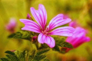 Bahçede pembe malva moschata (misk-mallow) seçici odak çekimi