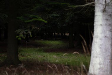 Bulutlu bir günde yeşil çimenli kasvetli bir orman