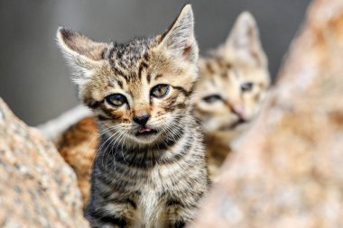 Bir kedinin yakın çekimi.