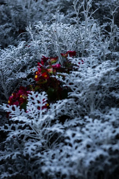 Donmuş Çimlerle Çevrili Güzel Bir Çiçek — Stok fotoğraf