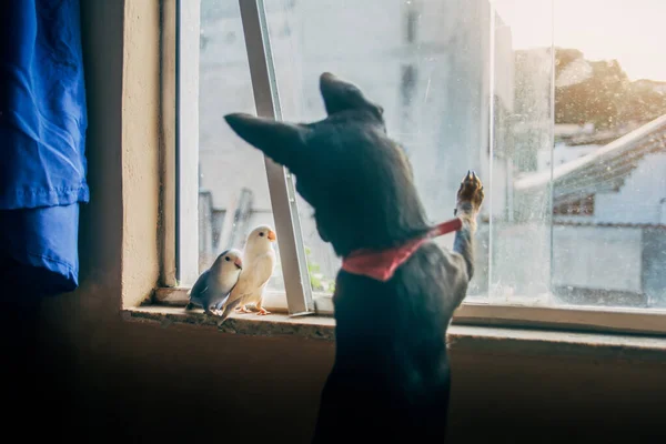 一只漂亮的黑狗在窗边 好奇地看着两只小鹦鹉 — 图库照片