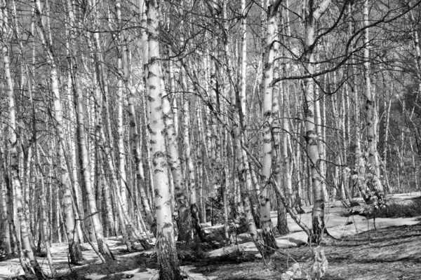 Graustufenaufnahme Eines Waldes Mit Birken — Stockfoto