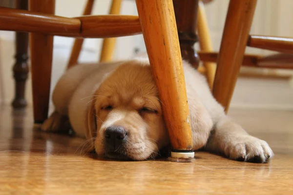 Närbild Söt Hund Som Sover Stol — Stockfoto