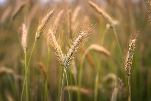 Die Vollreifen Goldenen Ähren Auf Dem Feld Sonnenlicht Ende Des — Stockfoto