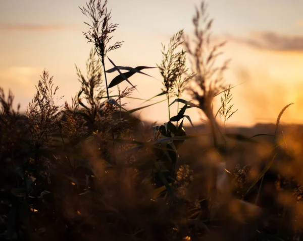 Closeup Shot Plants Field Sunset — Stock Photo, Image