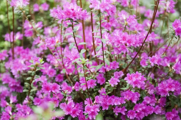 Ljus Sommardag Trädgård Med Pulserande Rosa Azaleor Som Växer Omgiven — Stockfoto