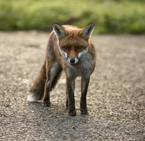 A beautiful shot of a Japanese Red fox