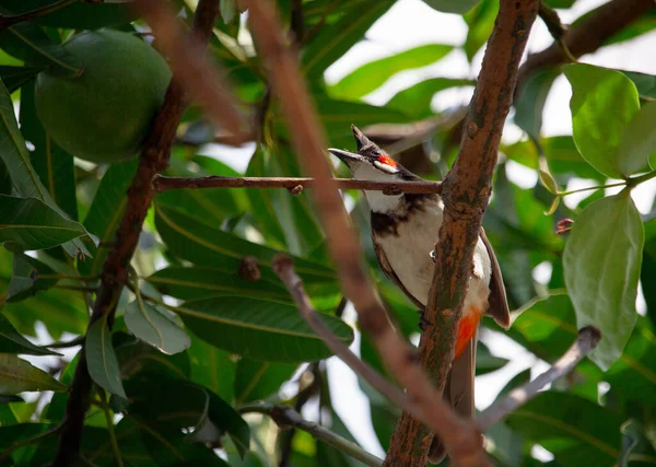 Primer Plano Pájaro Bulbul Mejillas Rojas Sentado Una Rama — Foto de Stock