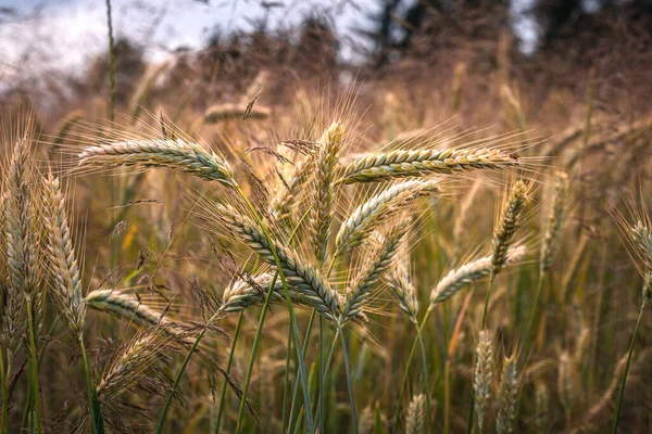 Spighe Oro Completamente Mature Grano Sul Campo Alla Luce Del — Foto Stock