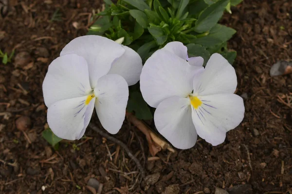 Closeup White Viola Flowers Growing Garden — Stock Photo, Image