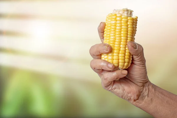 Una Mano Donna Che Tiene Mais Dolce Fresco Davanti Giardino — Foto Stock