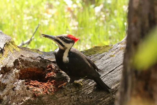 Primer Plano Gran Pájaro Carpintero Moteado Posado Sobre Árbol Bosque — Foto de Stock