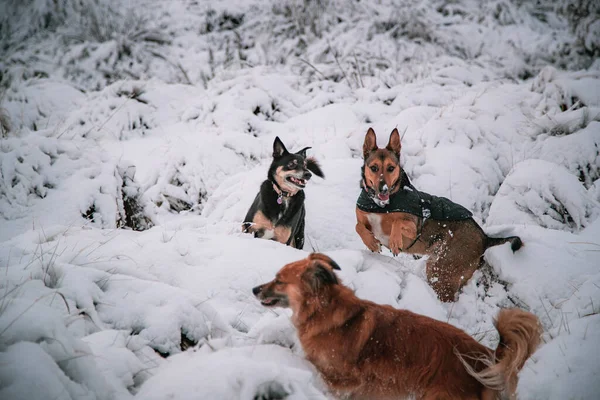 Belo Tiro Dois Pastores Lapponianos Cão Harzer Fuchs Chão Neve — Fotografia de Stock