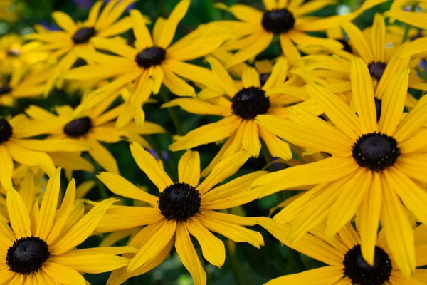 Enfoque Selectivo Flores Amarillas Ojos Negros Susan —  Fotos de Stock