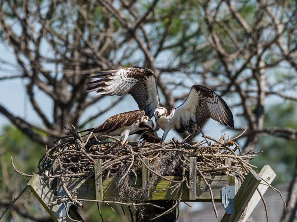 Zbliżenie Dwóch Ospreys Lądujących Siatce Zrobionej Gałęzi Drzewa Słoneczny Dzień — Zdjęcie stockowe