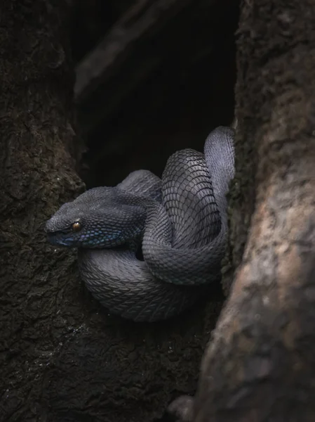Közelkép Egy Szürke Trimeresurus Purpureomaculatus Kígyóról Erdő Földjén — Stock Fotó