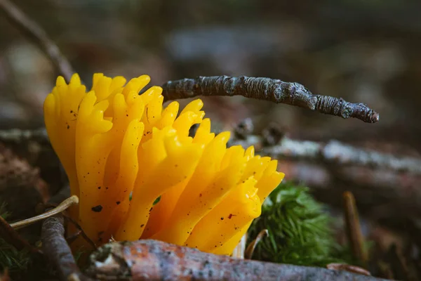一张黄色蘑菇的特写照片 — 图库照片