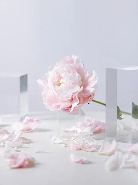Pionowe Ujęcie Różowych Kwiatów Piwonii Szklanym Wazonie Upadłymi Płatkami Białym — Zdjęcie stockowe