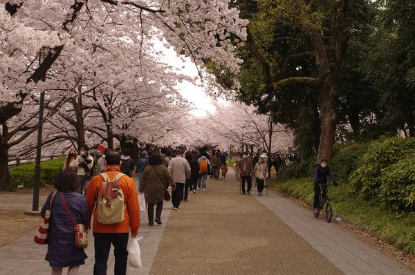 Eine Sakura Allee Der Frühlingssaison Wenn Kirschblüten Blühen Ist Einem — Stockfoto