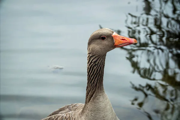 Almanya Nın Amper Nehri Nde Yüzen Sevimli Bir Ördeğin Yakın — Stok fotoğraf