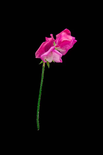 Eine Schöne Aufnahme Einer Blüte Rosa Sweet Erbsenblume Isoliert Mit — Stockfoto